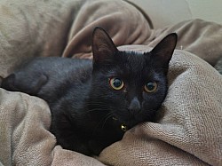 おチビちゃん　♀　６ヶ月　白血病・エイズ陰性、避妊済、人馴れOK