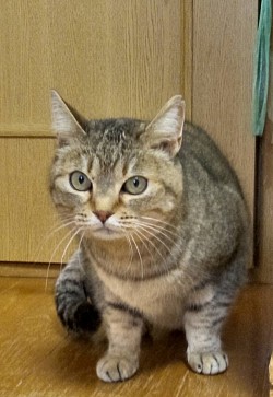 さんちゃん　♀ 5歳　白血病・エイズ陰性　避妊済　人馴れOK