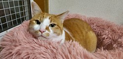 マロン君　♂  6歳　 白血病・エイズ陰性　去勢済　人馴れOK