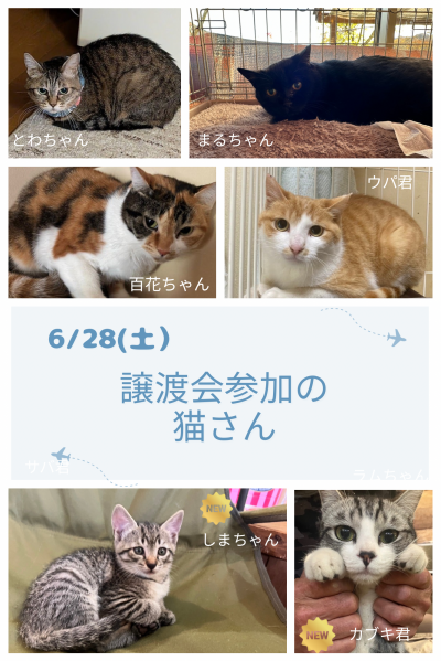 小さな譲渡会参加の猫さん