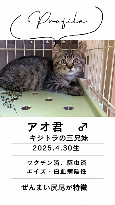 キジトラのアオ君