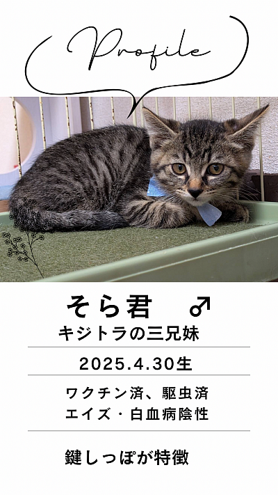 キジトラのそら君