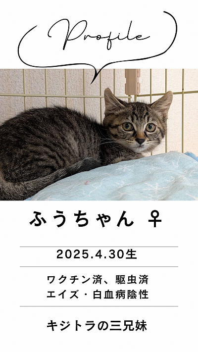 キジトラのふうちゃん