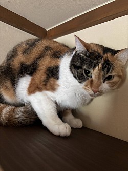 百花ちゃん　♀　推定４歳　白血病・エイズ陰性　避妊済　人馴れOK