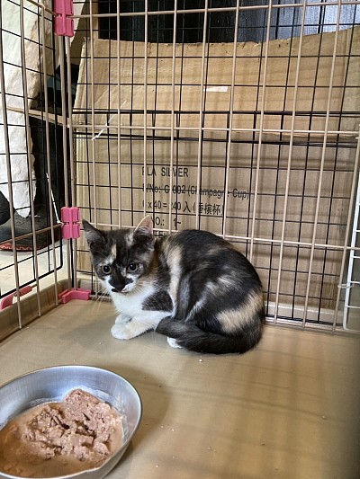 ミケちゃん　♀  3ヶ月　エイズ・白血病陰性、駆虫済、ワクチン１回目済