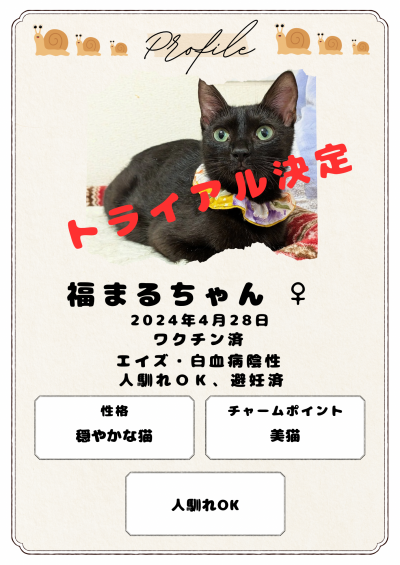 福まるちゃん　2024.4.28生　♀  エイズ・白血病陰性　避妊済