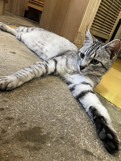 サバ君　2024.8月末生　エイズ・白血病陰性　去勢済