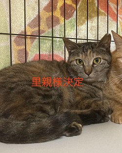 エメちゃん　1才　エイズ・白血病陰性　避妊済