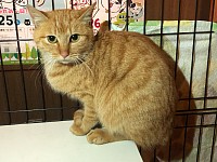 トライアル中　ミレイちゃん　1才　エイズ・白血病陰性　避妊済