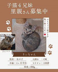 りぃちゃん　1ヶ月半位　♀