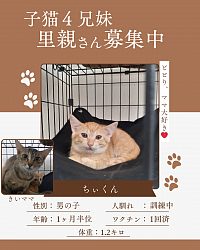 ちぃ君　1ヶ月半位　♂