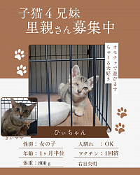ひぃちゃん　1ヶ月半位　♀