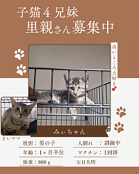 みぃちゃん　1ヶ月半位　♀