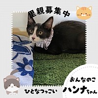 ハンナちゃん　2025.5.17生　♀  エイズ・白血病陰性　ワクチン済