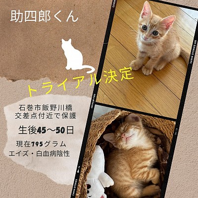 助四郎君　生後45〜50日　♂  エイズ・白血病陰性