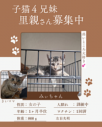 みぃちゃん　1ヶ月半位　♀