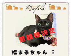 福まるちゃん　♀　１才　エイズ・白血病陰性　避妊済　人馴れOK