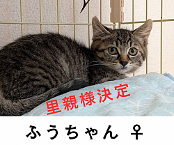 ふうちゃん　♀ 2025.4.30生　エイズ・白血病陰性