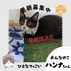 ハンナちゃん　2025.5.17生　♀  エイズ・白血病陰性　ワクチン済