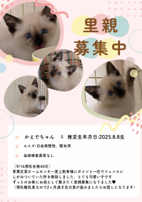 かえでちゃん　♀  推定2025.8.8生　エイズ•白血病陰性