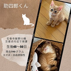 助四郎君　生後45〜50日　♂  エイズ・白血病陰性