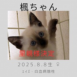 かえでちゃん　♀  推定2025.8.8生　エイズ•白血病陰性