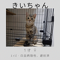きいちゃん　1才　♀