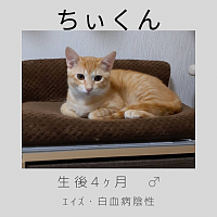 ちぃ君　4ヶ月 ♂