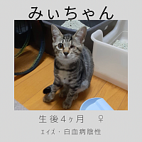 みぃちゃん　4ヶ月　♀