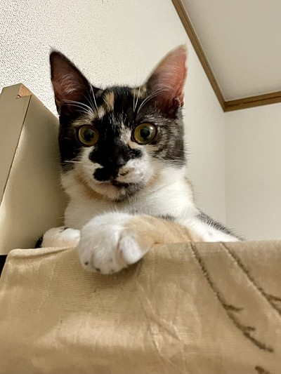 ミケちゃん　♀  3ヶ月　エイズ・白血病陰性、駆虫済、ワクチン１回目済