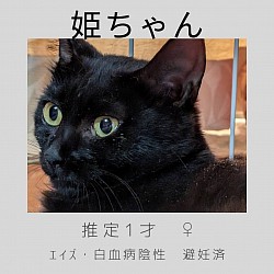 姫ちゃん　♀  10ヶ月　エイズ・白血病陰性、避妊済、ワクチン済、駆虫済