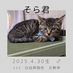 キジトラのそら君