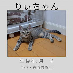 りぃちゃん　4ヶ月