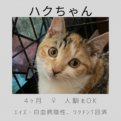 ハクちゃん　♀　4ヶ月　人馴れOK