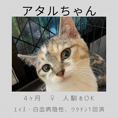 アタルちゃん　♀   4ヶ月　人馴れOK