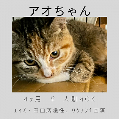 アオちゃん　♀   4ヶ月　人馴れOK
