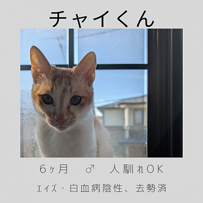 チャイくん　♂  6ヶ月　人馴れOK