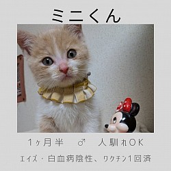 ミニくん　1ヶ月半