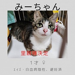 みーちゃん