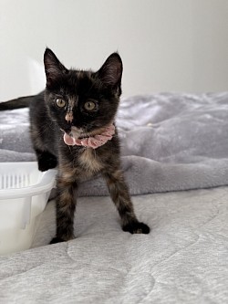 梅子ちゃん　生後2ヶ月