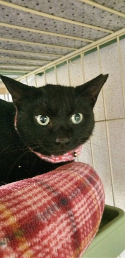 まるちゃん　♀  4才　エイズキャリア、白血病陰性