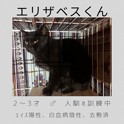 エリザベスくん