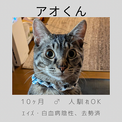 キジトラのアオ君