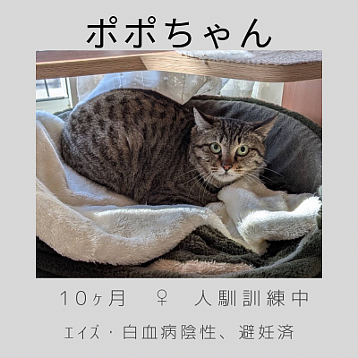ポポちゃん　8ヶ月