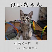 ひぃちゃん　4ヶ月  ♀