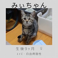 みぃちゃん　4ヶ月　♀