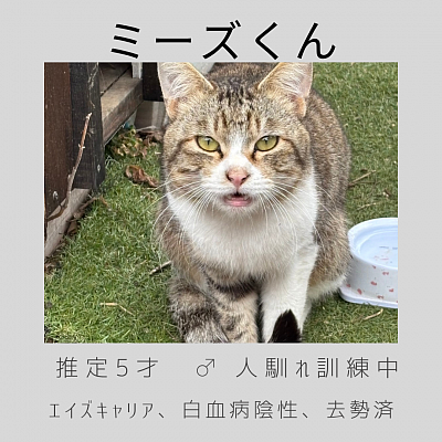ミーズくん