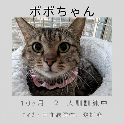 ポポちゃん　8ヶ月