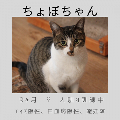 おちょぼ口のチョボちゃん
