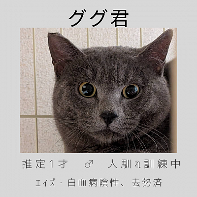 5匹の兄弟